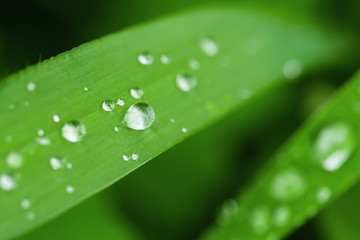 water drop on leaf grass