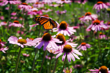 garden butterfly with flowers