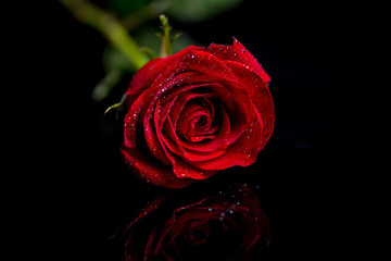 Red Rose on black base