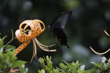 참나리꽃과 제비나비