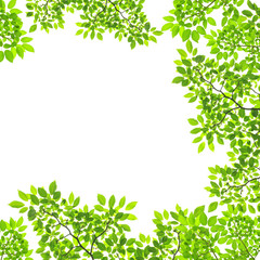 green leaves on white background