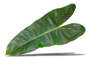 Fototapeta premium Green leaves with water drops