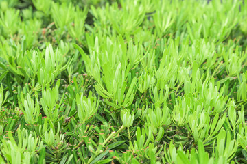 Shrub