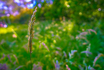 Solitary speargrass