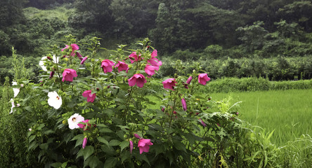 들에 핀 부용화