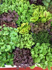 insalata insalate erbe aromatiche erbe decorazione piatti orto orti