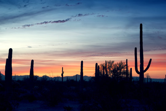 Dawn sky in the Organ Pipe Cactus National Monument, Arizona, US