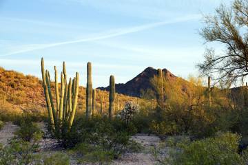 Early morning in the Organ Pipe Cactus National Monument, Arizon