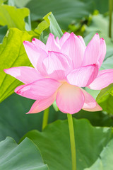 Obraz premium 蓮の花