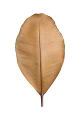 Dry leaves on white background, clipping path included.