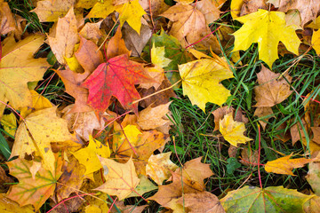 Fallen yellow and red leaves on green grass, autumn texture.