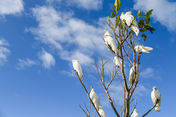 beautiful white cockatoo perched on branch © zephyr_p