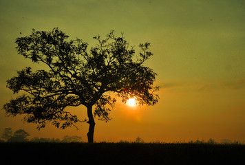 Fototapeta na wymiar sunset and tree