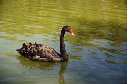 Black swan swimming in the pond.