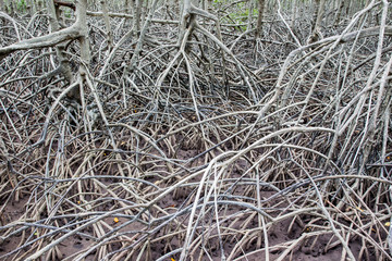 Photograph of mangrove forest close up.