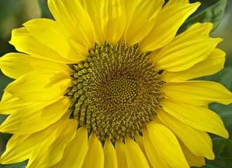 Obraz premium Blooming field of a sunflowers