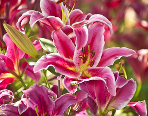 Fototapeta na wymiar Blossoming pink lilies in the garden