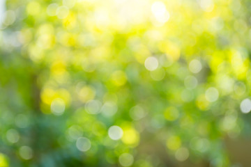 Fototapeta na wymiar Blur image of sun light in forest background.