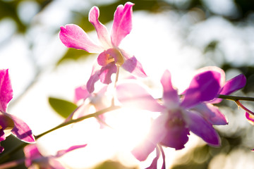 Fototapeta na wymiar Orchid in sun shine background.