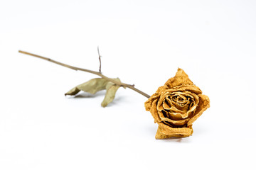 Dry rose isolate close up.