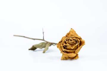 Dry rose isolate close up.