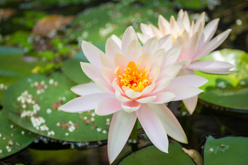 Beautiful lotus in lake close up.