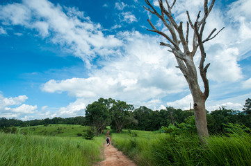 Green meadow under blue sky with clouds,Landscape field and sky