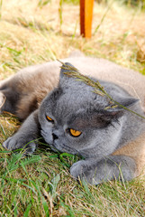 Naklejka na ściany i meble Cat of British Shorthair breed 