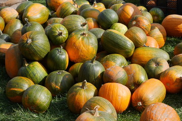 Orange and green Halloween pumpkins for lantern carving