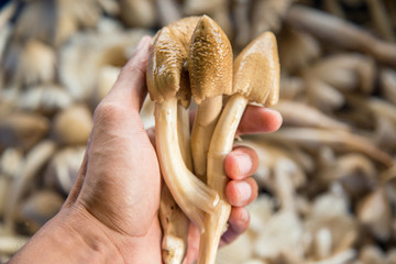 Termitomyces mushroom, termite mushroom