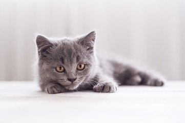 The grey shorthair kitten