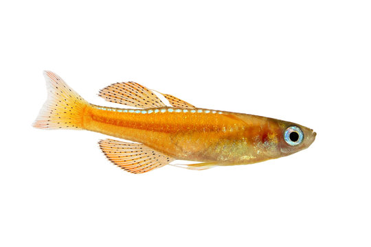 paskai paska's blue-eye rainbowfish - pseudomugil paskai aquarium fish red neon 