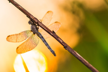 Dragonfly (Orthetrum coerulescens) on the grass with a dew on her wings.