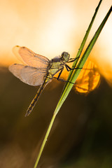 Dragonfly (Orthetrum coerulescens) on the grass with a dew on her wings.
