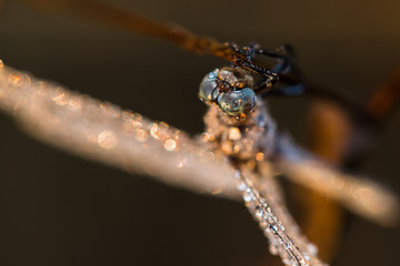 Dragonfly (Orthetrum coerulescens) on the grass with a dew on her wings.