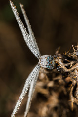 Dragonfly (Orthetrum coerulescens) on the grass with a dew on her wings.