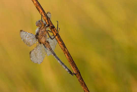 Dragonfly (Orthetrum coerulescens) on the grass with a dew on her wings.