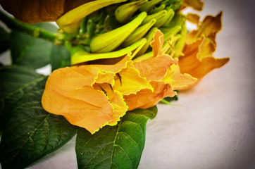 Obraz premium Africom Tulip Tree