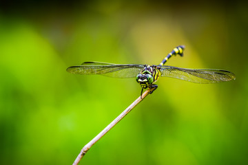 Macrogompus matsukii dragonfly on nature background