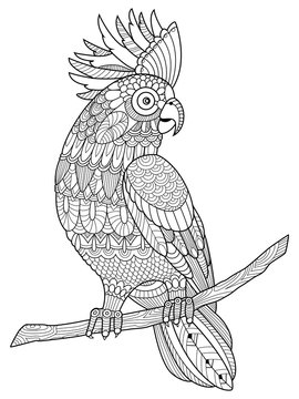 recommend clip art: Cockatoo parrot coloring book for adults vector