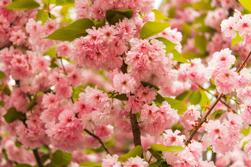 Sakura flowers blooming.