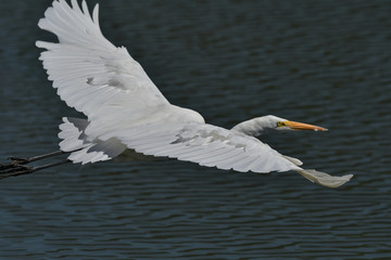 Great White Egret flying by with beautiful wings spread wide