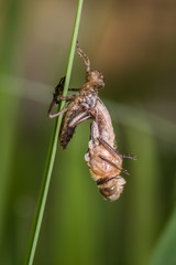 Dragonfly Downy emerald (Cordulia aenea) on the grass.