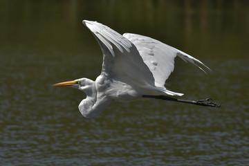 Great White Egret flying by with beautiful wings spread wide