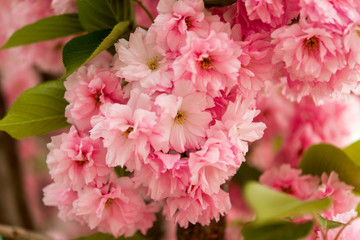 Sakura flowers blooming.