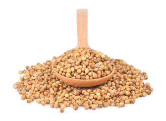 coriander seed in wooden spoon isolated on white