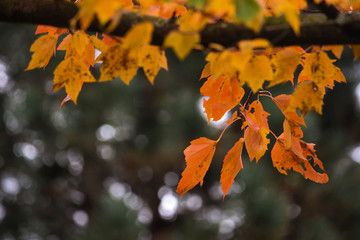 Yellow leaves