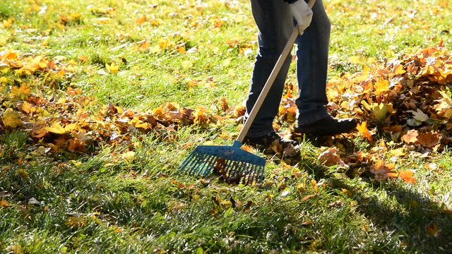 Worker rakes leaves out in the autumn. No camera movement. Real time.