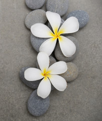 Naklejka na ściany i meble frangipani with spa stones on grey background.