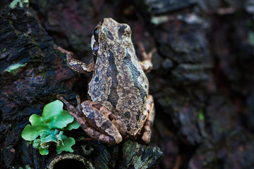 Naklejka premium Frog climbing a tree